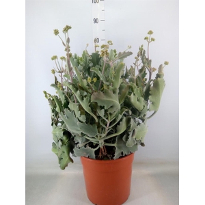 Kalanchoe NF   ...