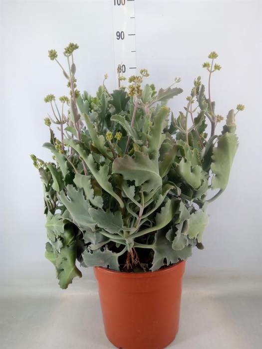 <h4>Kalanchoe NF   ...</h4>
