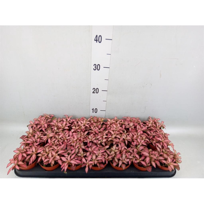<h4>Fittonia  'Mosaic Zalm Forest Flam'</h4>