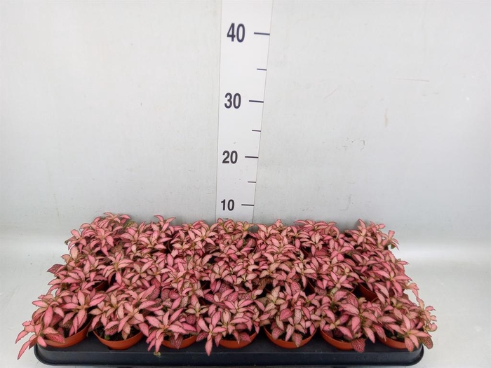 Fittonia  'Mosaic Zalm Forest Flam'
