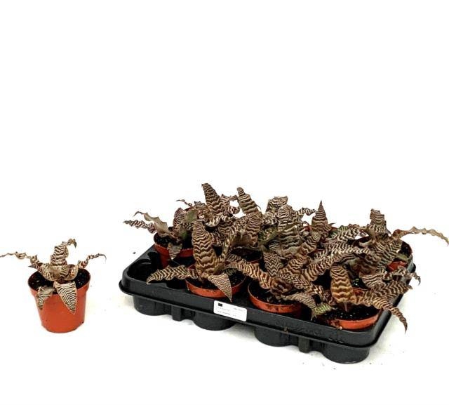 <h4>CRYPTAN ZONATUS</h4>
