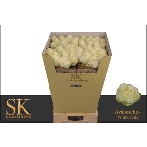 R Gr Avalanche White Super Sk