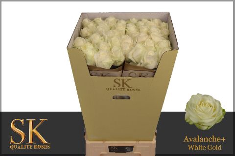 <h4>R Gr Avalanche White Super Sk</h4>