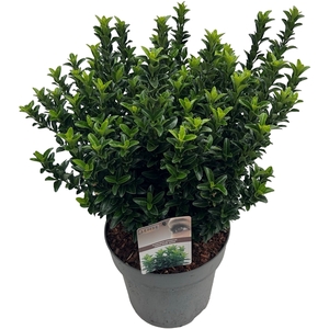 Euonymus jap. 'Green Spire' (Jean Hugues) sense
