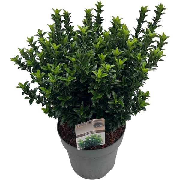 <h4>Euonymus jap. 'Green Spire' (Jean Hugues) sense</h4>