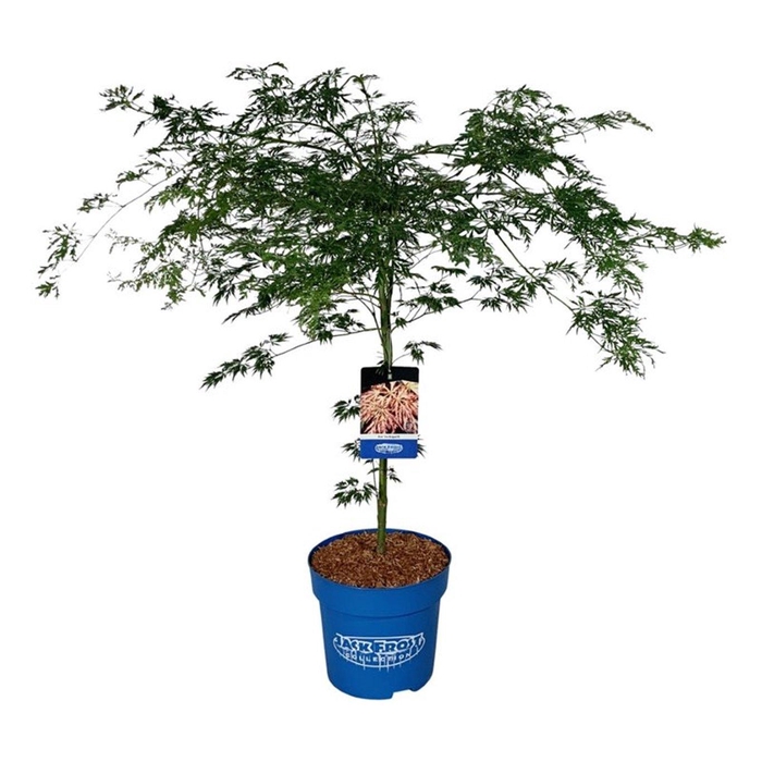 <h4>Acer Ice Dragon ®</h4>