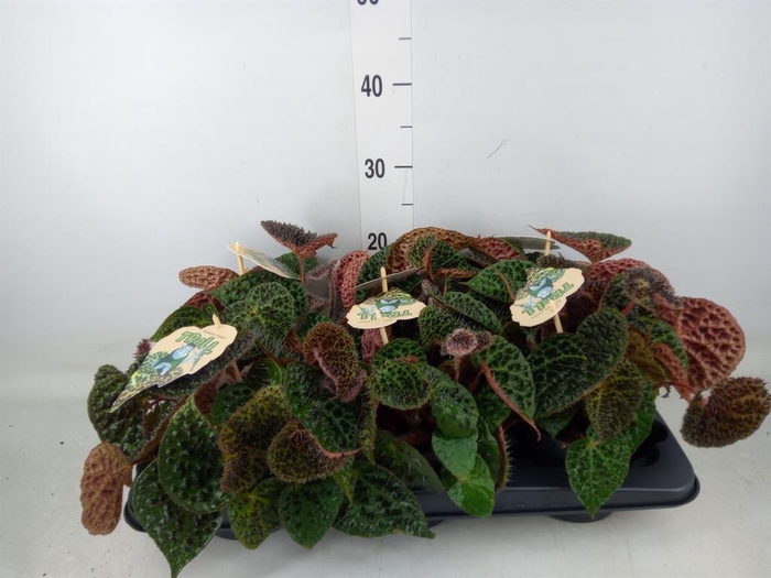 <h4>Begonia BD ferox</h4>