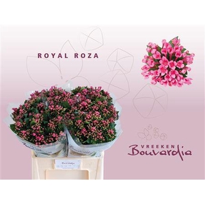 Bouvardia En Roza