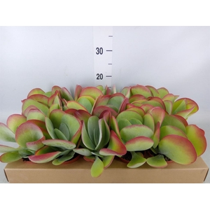 Kalanchoe NF thyrsiflora
