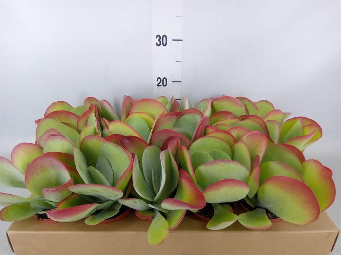 <h4>Kalanchoe NF thyrsiflora</h4>