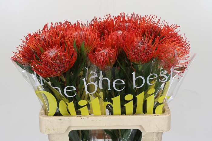 <h4>Nutans Tango</h4>