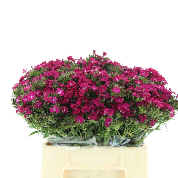 <h4>DI BARB AM NEON CHER</h4>