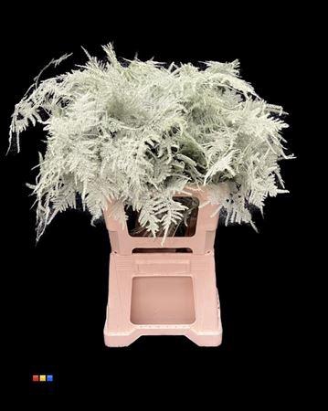 <h4>Asp Extra Mint</h4>