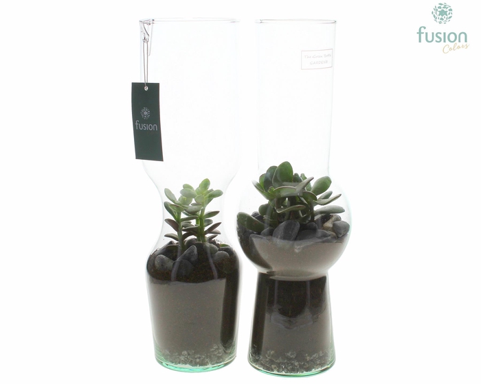 <h4>Green Bottle Man en Vrouw Large met Crassula</h4>