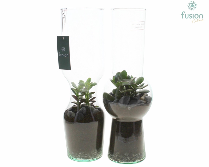 <h4>Green Bottle Man en Vrouw Large met Crassula</h4>