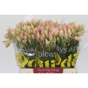 Blushing Bride Ayoba Satin Star