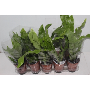 ASPLENIUM CROCODILO P12