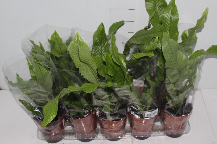 ASPLENIUM CROCODILO P12