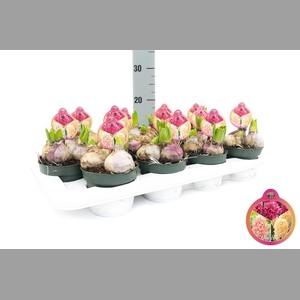 Hyacin Carnaval Mix In Pot