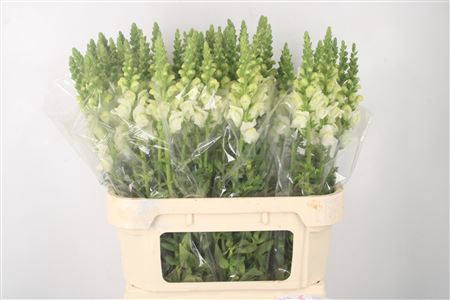 <h4>Antirrhinum Nl. White Ivory Potomac</h4>