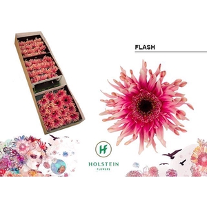 Gerbera Pasta Flash Doos