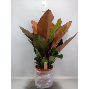 Philodendron  'Prince Of Orange'
