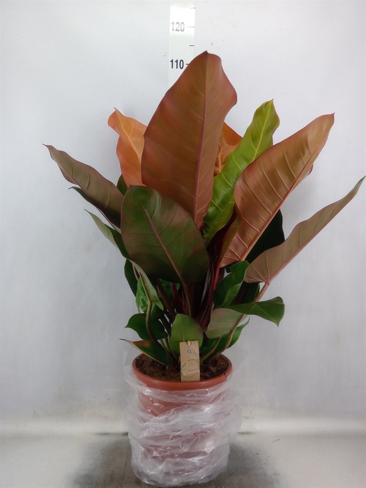 <h4>Philodendron  'Prince Of Orange'</h4>