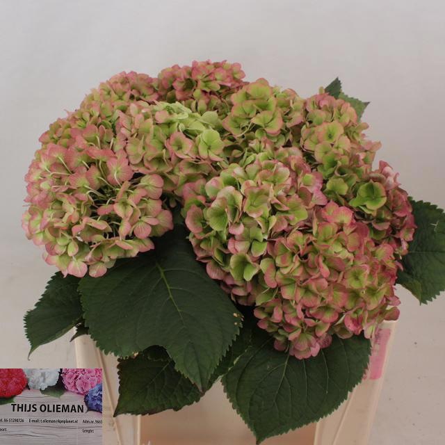 <h4>HYDR M CH VERENA CL</h4>