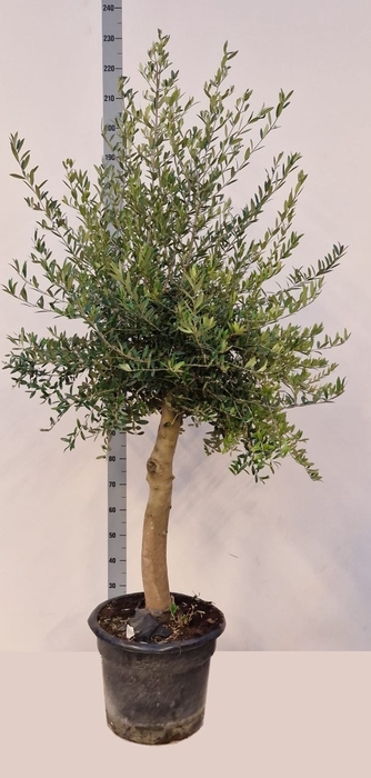 <h4>OLEA EUROPAEA</h4>