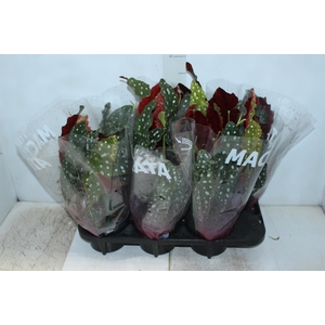 BEGONIA MACULATA P15 PO