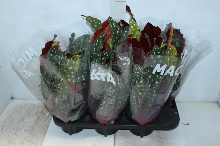 <h4>BEGONIA MACULATA P15 PO</h4>