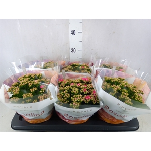 Kalanchoe blos. 'RosDon Nando'
