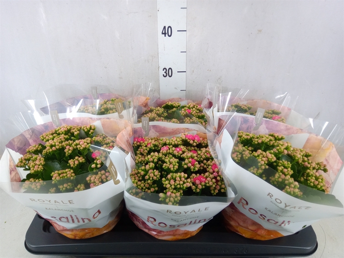 <h4>Kalanchoe blos. 'RosDon Nando'</h4>