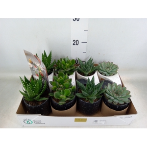 Succulents   ...