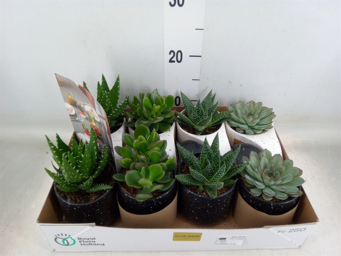 <h4>Succulents   ...</h4>