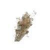 Bupleurum Natural