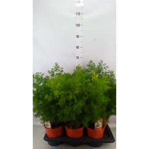 Asparagus umbellatus