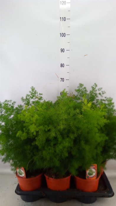 <h4>Asparagus umbellatus</h4>