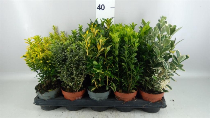 <h4>Euonymus japon.   ...mix</h4>