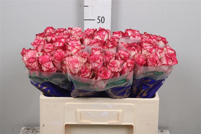 <h4>R Gr Barracuda</h4>