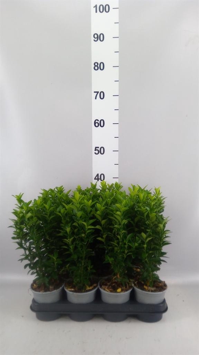 <h4>Euonymus japon. 'Green Spire'</h4>