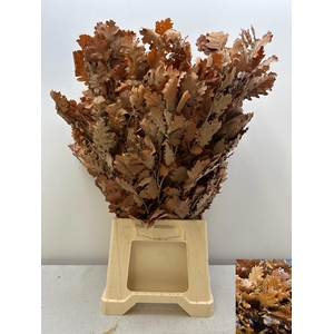 GESTABILISEERD EIK ORANJE