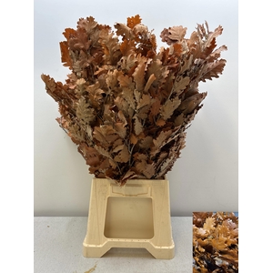 GESTABILISEERD EIK ORANJE