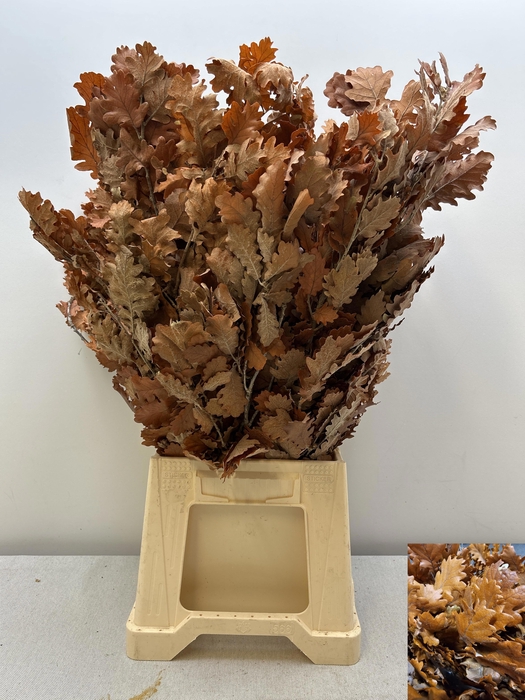 <h4>GESTABILISEERD EIK ORANJE</h4>