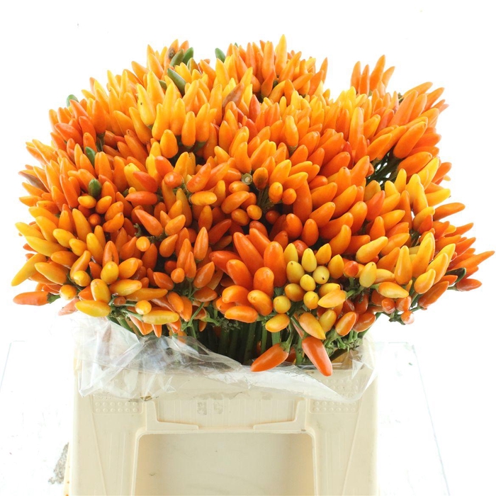 <h4>Cap Orange Fire</h4>