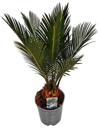 <h4>Cycas Revoluta 6-8 Leaves</h4>