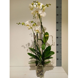 Phalaenopsis multi.   ...white