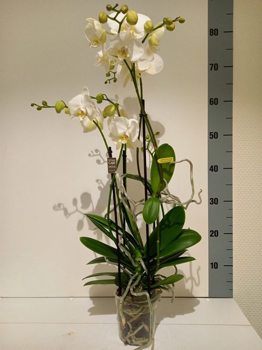 <h4>Phalaenopsis multi.   ...white</h4>
