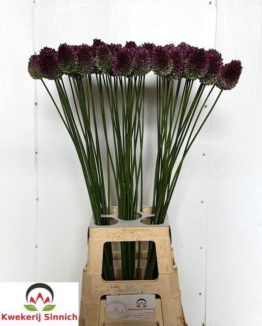 <h4>Allium Sphaerocephal</h4>