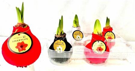 <h4>Bloembol Hippeastrum</h4>